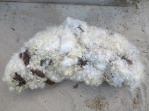 Coconnetje om een foetus in te begraven | Fetus coffin