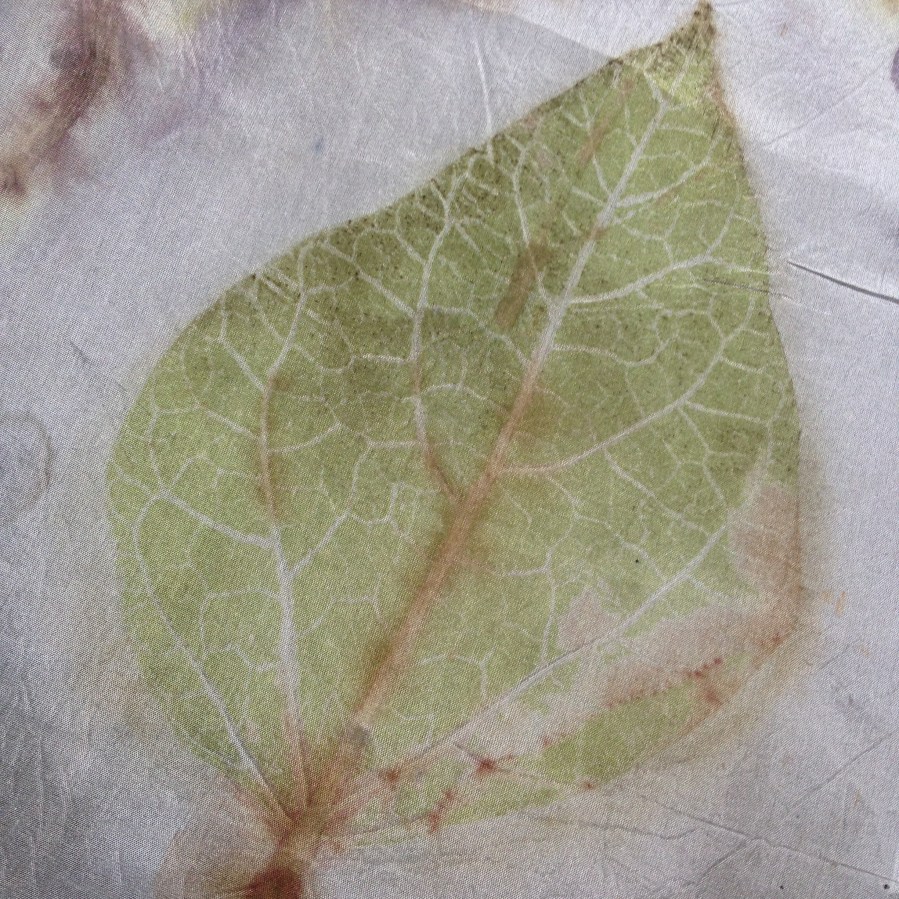 ecoprint catalpa