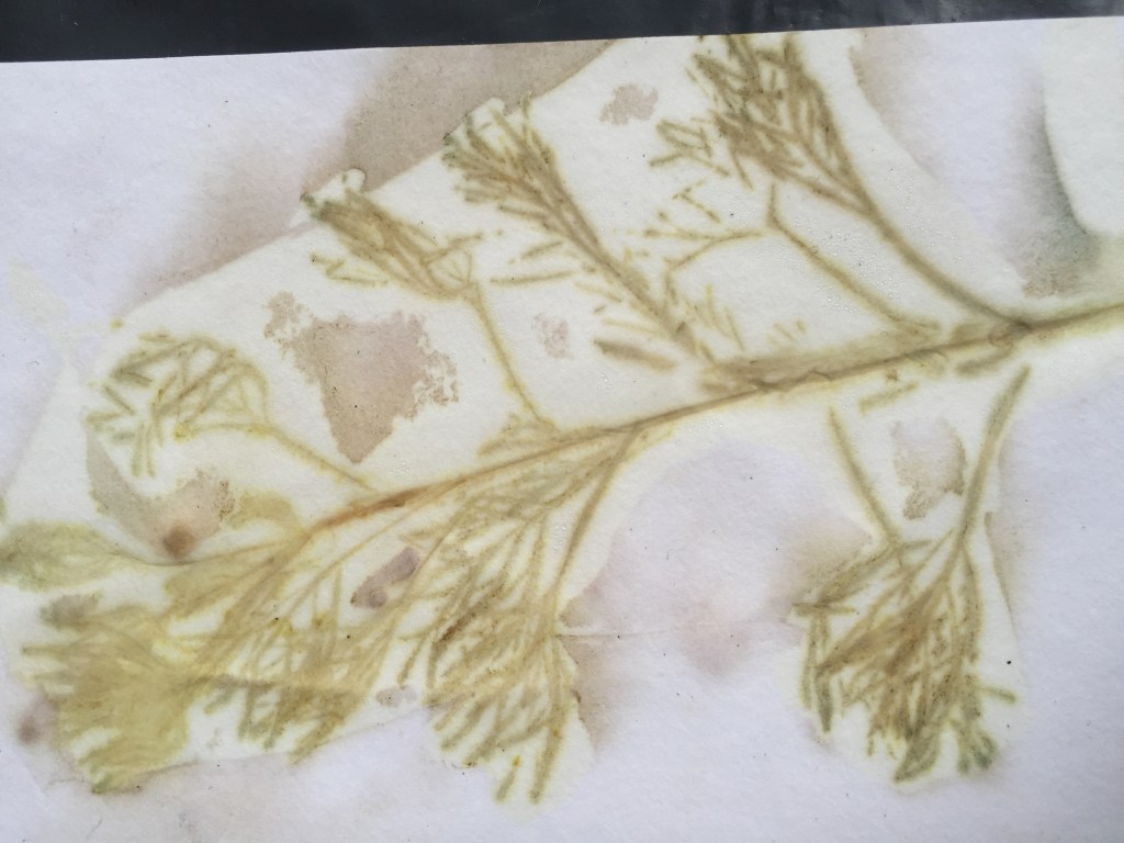 workshop Ecoprint Papier