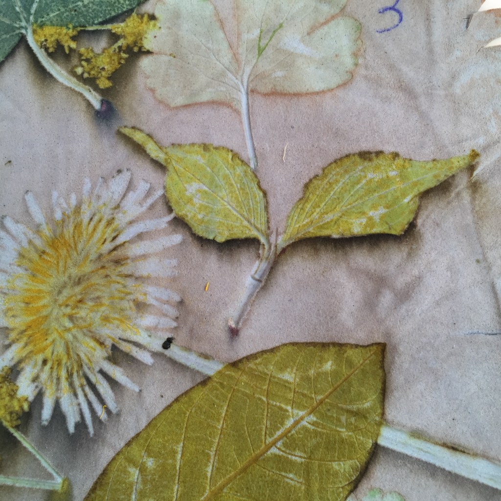 Ecoprint paardebloem