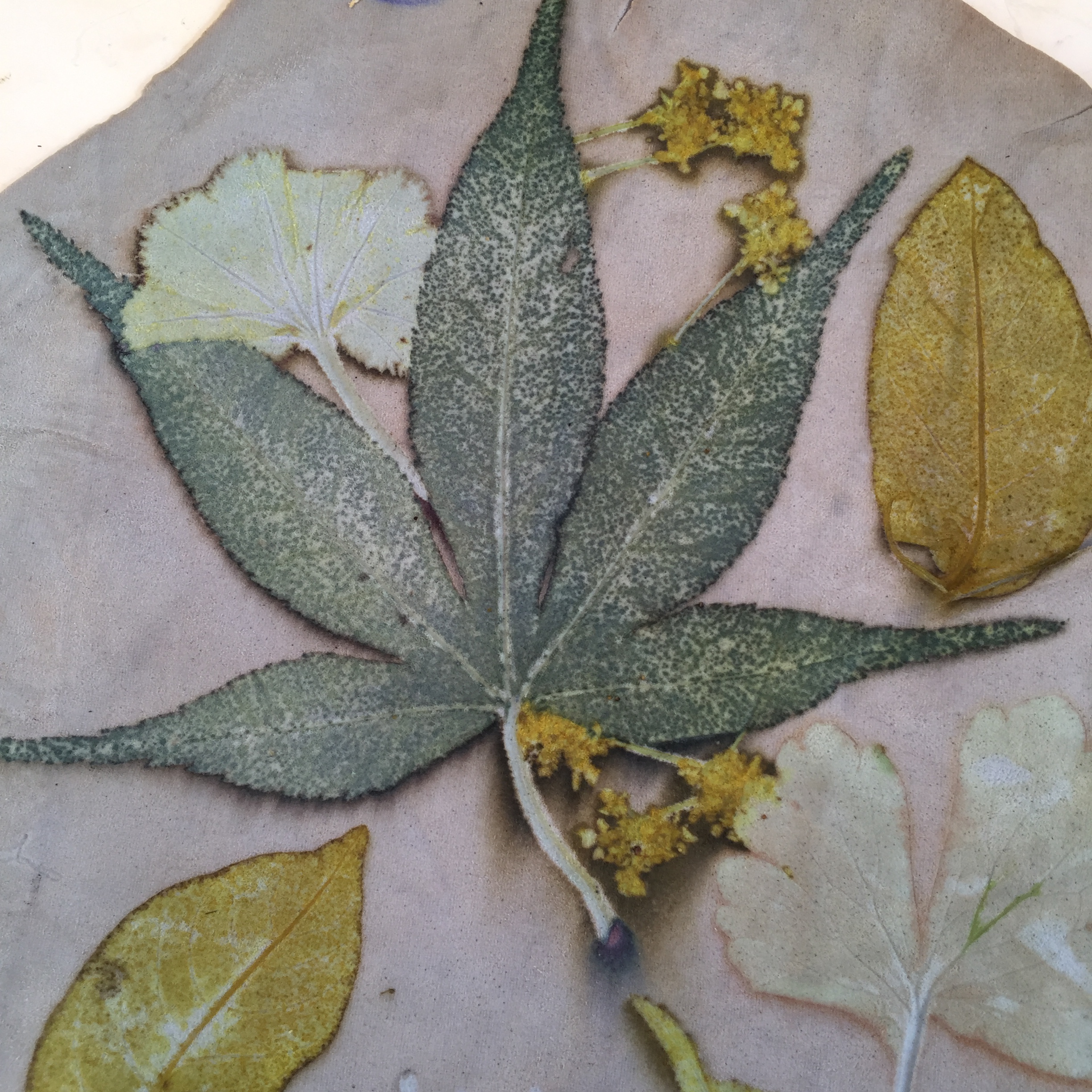 Ecoprint Japanse Esdoorn