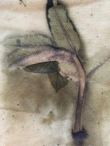 Ecoprinten jong walnootblad