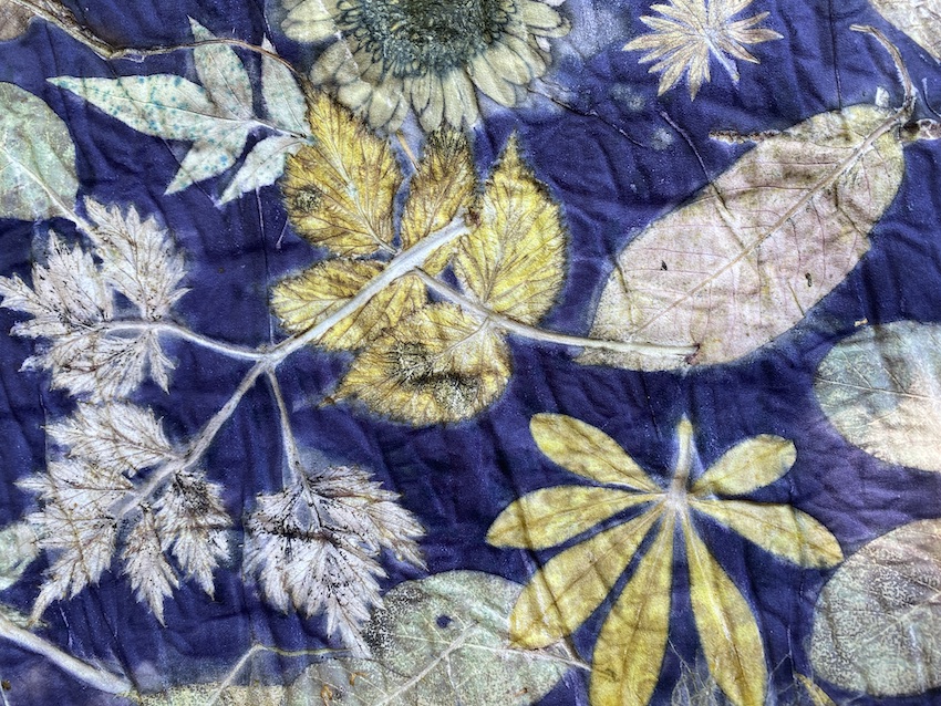 botanical print logwood