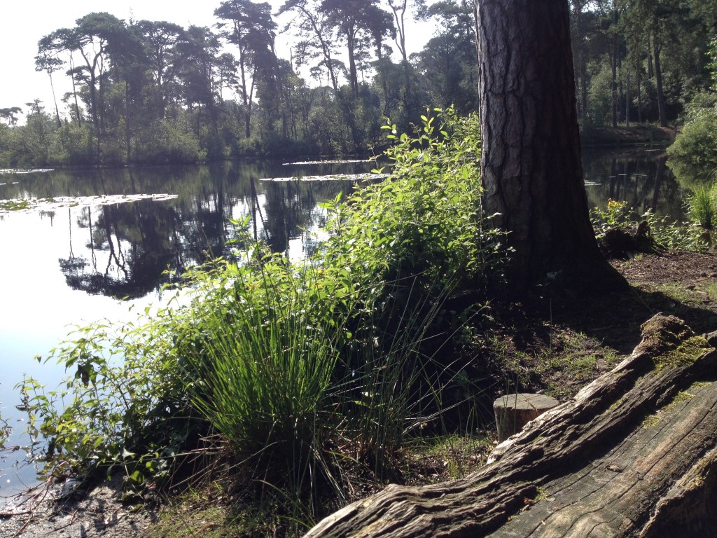 Oisterwijkse bossen en vennen