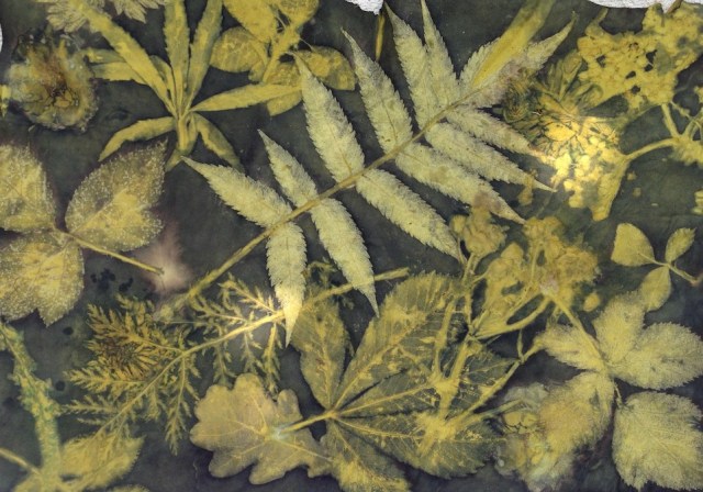 Workshop Ecoprinten leer groen